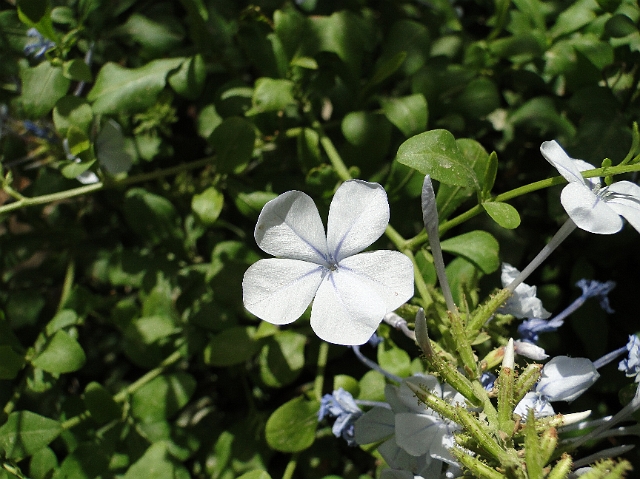 Bloemen (3).JPG